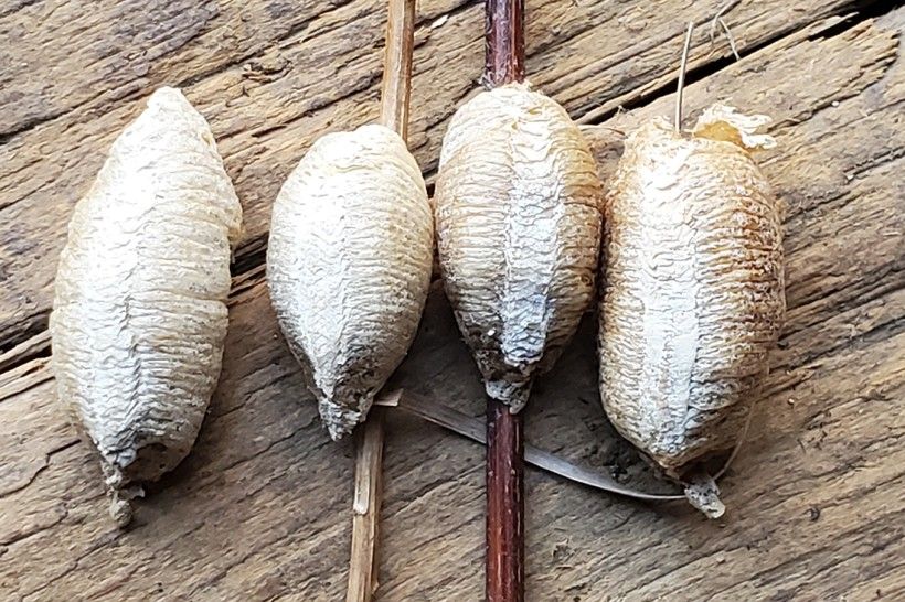 Preying On Invasive Mantis Egg Masses Brandywine Conservancy And